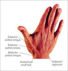 Maybe you would like to learn more about one of these? Anatomical Snuff Box Tendons Anatomical Upper Limb Anatomy Human Spine