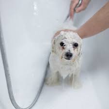 Repeat this until you've dabbed the color onto all areas you wish to dye. The Secret To A Whiter Coat Quick Hints And Tips Groomers Blog