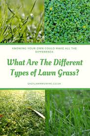 Learn About The Different Types Of Lawn Grass So You Can