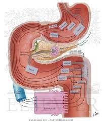 Welcome To Netter Images Carbohydrates Digestion Physiology Of Digestion