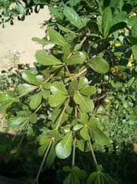 Image result for Terminalia mantaly