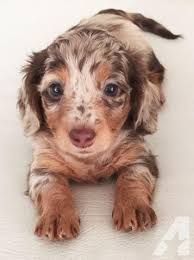 Although affectionate and eager to please, this dog breed is highly intelligent, independent, and has a stubborn streak, which requires plenty of patience when it comes to training. Dapple Dachshund Puppies For Adoption The Y Guide