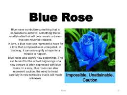 After its chicago premiere on december 29, 1950, he made further revisions to the play for its broadway premiere on february 2, 1951, and its publication by new directions the following month. Blue Rose Meaning Blue Rose Tattoos Blue Rose Tattoo Meaning Rose Meaning