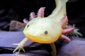Tropical rainforests are ecosystems of rich biodiversity located near the equator, with densely growing plants and trees competing for light, nutrients and water. 11 Awesome Native Animals You Must See In Mexico