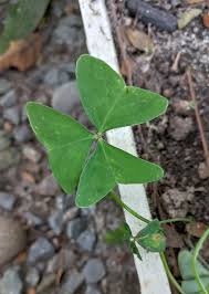 Image result for Oxalis latifolia