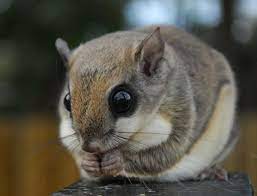 Southern Flying Squirrel Flying Squirrel Japanese Dwarf Flying Squirrel Squirrel