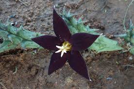 Image result for Piaranthus atrosanguineus