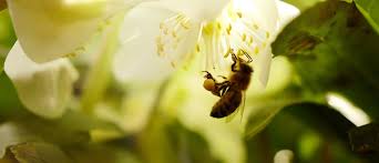 Any enquires or technical difficulties, please email to community@bee.com. 11 Reasons Bees Matter World Economic Forum