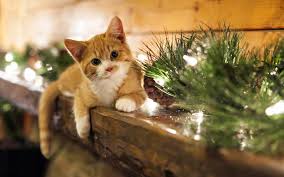 Cats Christmas Christmas Kitten Kitten Wallpaper Christmas Animals