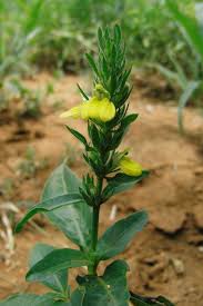 Image result for Justicia flava