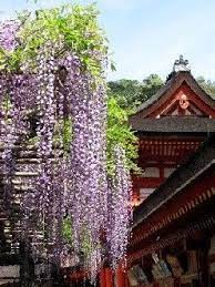 Wisteria Flowers At The Shrine Of Kasuga Nara Japan Nara Japan Beautiful Places Wisteria Garden
