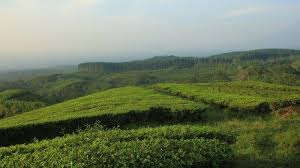 Dan kenaikkan ini, itu disumbang dari kalangan milenial yakni mereka yang lahir di tahun 1980 sampai 2000. Kebun Teh Kertowono Tribunnewswiki Com Mobile