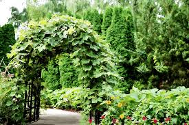Einladend bunt, aber nicht aufdringlich, romantisch wild, aber nicht ungeordnet soll ihr garten sein? Gemusegarten Gestalten 9 Ideen Fur Einen Hubschen Garten Wurzelwerk
