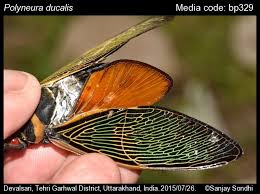 Image result for Eulalia polyneura