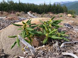 Image result for Rhipidoglossum microphyllum