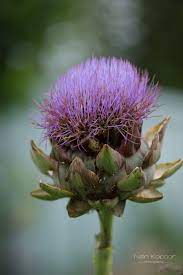 Artichoke Flower Artichoke Flower Artichoke Flower Photos