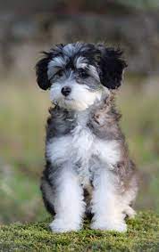 chineescrested powderpuff powderpuffpoodlemix crestepoo hundar