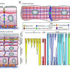 In general, long stretches of the plasma membranes of neighboring plant cells cannot touch one another because they are separated by the cell walls surrounding each cell. Organization Of Cell Cell Junctions In Different Cell Types A In Download Scientific Diagram