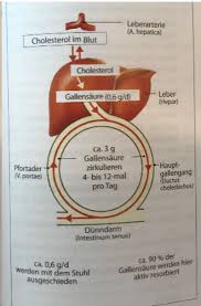 Pro tag werden etwa 0,5 gramm mit dem stuhl ausgeschieden und von der leber durch neue gallensäuren ersetzt. Verdauungssystem Teil 2 Flashcards Quizlet