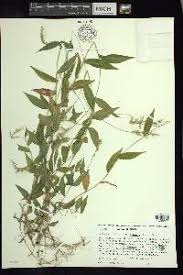 Image result for Oplismenus burmannii