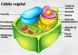 Si está dibujada a 500 aumentos: Celula Vegetal Biology Cell Cellular Celula Core Es Organism Science Vegetal Glogster Edu Interactive Multimedia Posters