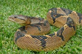 Lachesis Muta H Ada Googlom Snake Venom Snake Bushmaster