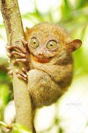 Tarsier By Haveseen Tarsier Monkey In Natural Environment Haveseen Tarsier Monkey Environment Tarsier Unusual Animals Animals
