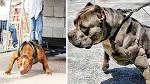 20 Strongest Dog Breeds In the World