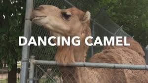 Questionhow to get camel (self.blackdesertonline). Pin On Funny Animal Videos