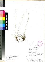 Image result for Microchloa