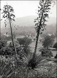 Unlike the chaparral yucca (y. A Piece Of Fibre Could Save Your Life