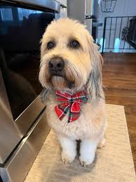 Celebrating Mayberry's adoption anniversary