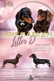 If you live outside the driving range. Dachshund For Sale In The City Of Kiev Ukraine Price 1455 Announcement 9974