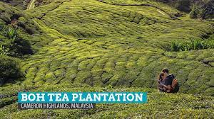 Guided tours, skip the line tickets, helicopter tours, bus tours Boh Tea Plantation My Cup Of Tea In Cameron Highlands Malaysia The Poor Traveler Itinerary Blog