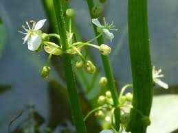 Image result for Limnophyton obtusifolium