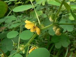 Image result for Senna tora