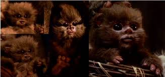 I M Obsessed With Baby Ewoks Ewoks Star Wars Ewok Star Wars Collection