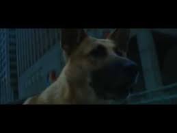 Obviously inspired by 'i am legend', this was a bit of a challenge i am legend alternate ending! I Am Legend Brave Sam Samantha Defends Her Master Full Scene Youtube
