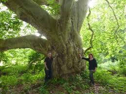 Arbre De L Annee 2014 Un Platane D Orient Exceptionnel Representera L Ile De France Paris Cote Jardin Ile De France Arbre Arbres Remarquables