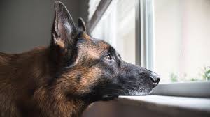 Now she is safe in our rescue and need a. Rainy Day Risks For Dogs Petpartners Pet Insurance