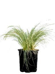 Image result for Polystachya tenuissima