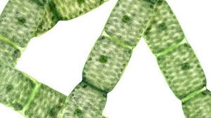 Maybe you would like to learn more about one of these? Spirogyra Habitat Structure Reproduction And Germination Of Zygospore Online Biology Notes