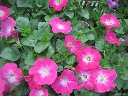 Image result for foto moud Forsterův