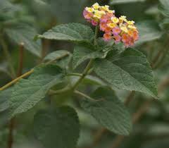 Image result for Lantana tiliifolia