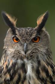 The Powerful Eagle Owl Jessopsacademy Owl Eyes Birds Of Prey Bird Photo