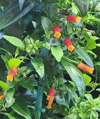 Image result for Manettia