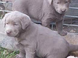 Find the perfect puppy for sale in massachusetts at next day pets. Hoof N Paw Labrador Retrievers