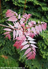 Image result for Toona