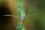 Image result for Meiosperma debile
