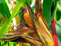 Industrial Corn Farming Poses Risks to Health and Watersheds